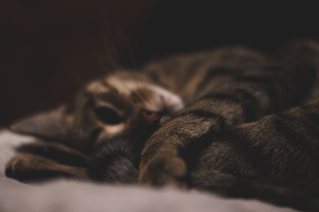 Katte elsker at ligge på et blødt lammeskind